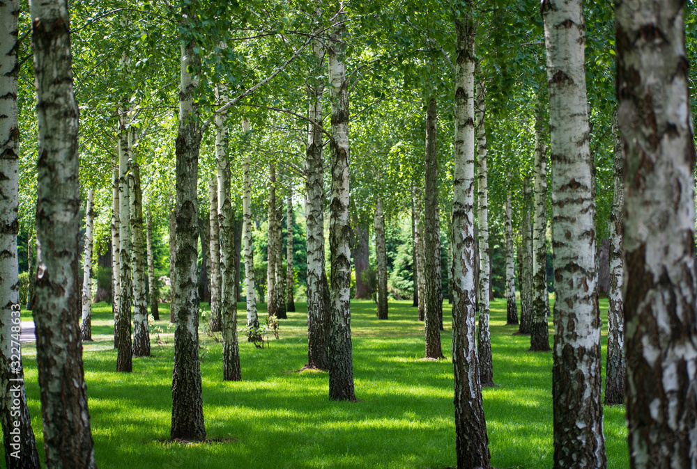 Nature view of birch forest - obrazy, fototapety, plakaty 