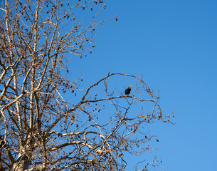 Great black cormorant sitting on bare plane tree in sunny winter day. Vincennes forest of Paris, Daumesnil lake, France.