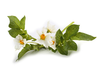 Wall Mural - Potato leaves and flowers