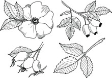 Hand Drawn Illustrations Of Wild Rose Flowers Isolated On White Background