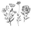 Hand drawn botanical illustration. Pencil drawn poppies isolated on white. Flowers for posters, postcards, design, wallpaper