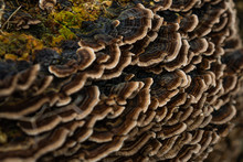 Mushrooms On Wood In French Coutryside In Winter
