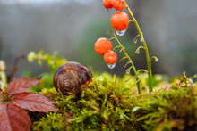A Large Brown Snail Sleeps In Its Home On Its Back On Green Moss Next To Red Lily Of The Valley Berries With Raindrops And Fallen Leaves Close Up