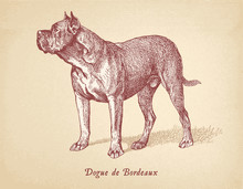 Dogue De Bordeaux, Bordeaux Mastiff Dog Vector Engraving Masterfully Restored