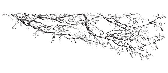 vector hand drawing branch 2