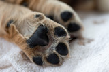 Close up puppy dog paws on a white cozy blanket. Macro of brown dog paws.