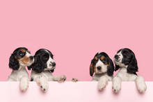 Four Cute Cocker Spaniel Puppies Hanging Over The Border Of A Pastel Pink Box On A Pink Background With Space For Copy