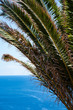 palm tree on the beach poster