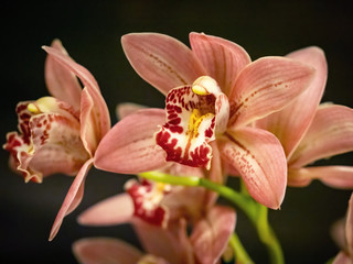 closeup of pink orchid flowers