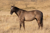 Fototapeta  - Wild Horse in Autumn in the Utah Desert
