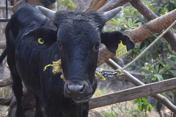 black bull cattle