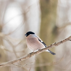 The Eurasian bullfinch, common bullfinch or bullfinch (Pyrrhula pyrrhula) is a small passerine bird in the finch family, Fringillidae.