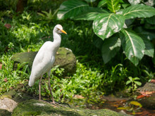 Portrait Of A Snowy Egret (Egretta Thula) Standing On A Rock By A River, Indonesia
