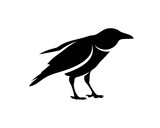 Fototapeta Młodzieżowe - Raven bird logo vector template, Black silhouette of a crow on an isolated background