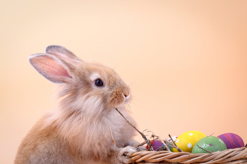 Wall Mural - Brown little rabbit stands on a basket with Easter eggs. It is eating dry grass.