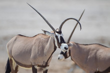 Oryx, Gemsbok Antelope In The Wilderness Of Africa
