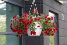 Red Petunia Flowers Hanging From Near A Building In Espoo, Finland. Lovely Colorful Piece Of Summertime Decoration. Closeup Color Image Of Outdoor Home Decor. Petunias Hanging From A White Flower Pot.