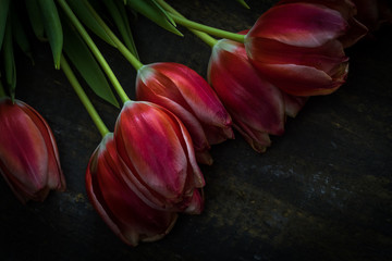 Wall Mural - Bunch of red tulip flowers laying on the dark background. Valentine Day. Love gift.