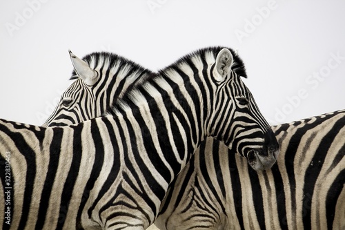 Dekoracja na wymiar  zebra-na-bialym-tle