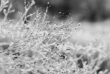 Wall Mural - Cold winter frost close up with shallow depth of field, abstract seasonal concept in black and white.