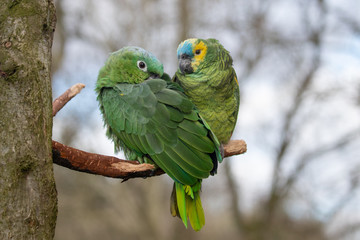 Canvas Print - love bird