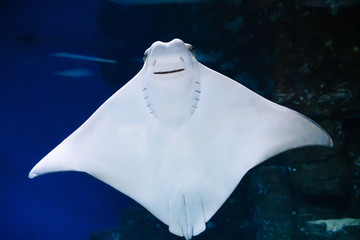 Wall Mural - East American stingrays swim in blue water