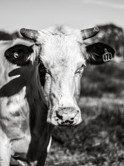 White cow in B/W