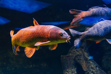 Wall Mural - fish carp cyprinus swim under blue water