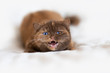 Miau Tiger Katze fauchen Odd eyed Split auf sofa
