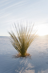 Wall Mural - Yucca plant at White Sands National Park. 