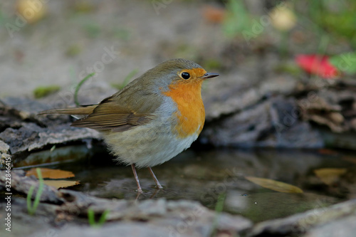 Fototapeta na szkło robin na gałęzi