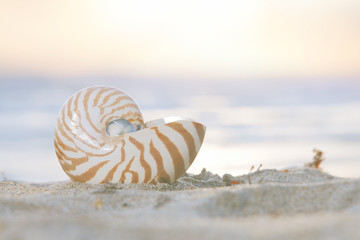 Wall Mural - nautilus sea shell on golden sand beach in  soft sun light