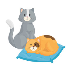 Poster - cute little cats with cushion isolated icon