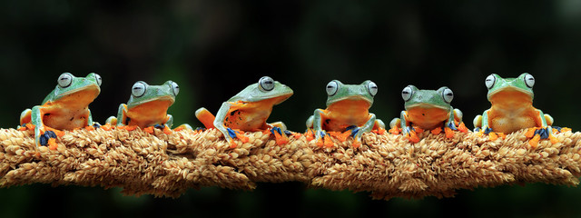 Wall Mural - Flying frog on branch, beautiful tree frog on green leaves, rachophorus reinwardtii, Javan tree frog