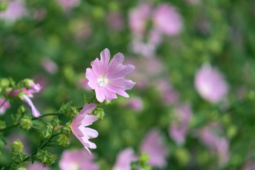 Wall Mural - Blooming Lavatera thuringiaca, the garden tree-mallow.Place for text.