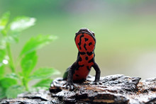 Salamander Red Belly Front View, Red Belly Amphibian Closeup, Salamander Red Belly On Wood
