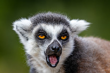 Ring Tailed Lemur Portrait