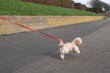 © Christine Bird - Cute Maltese or poodle cross type fluffy dog outside pulling on a red lead or leash