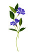 Blue periwinkle flowers in. floral composition