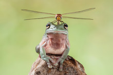 Dragonfly Sitting On A Dumpy Tree Frog, Indonesia