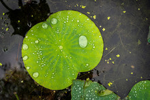 Droplets Of Water In The Big Leaf Of A Lotus Flower