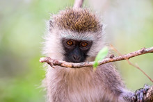 Close Up Portrait Of Vervet Monkey Chlorocebus On The Tree In The Masai Mara National Reserve In Kenya, Africa