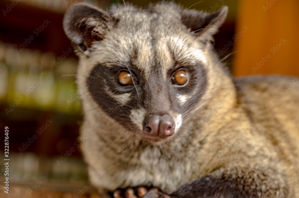 Luaak Animal Luwak, pequeño animal por la cual se extrae de sus heces los granos de ...