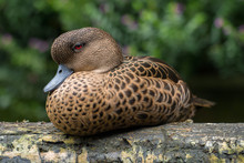Portrait Of A Duck Sitting On A Log, Indonesia