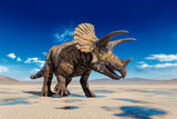 Fototapeta  - triceratops on the desert walking after rain side view