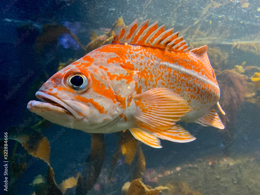 Close-up of a Rock Cod Swimming underwater, Canada Stock Photo | Adobe ...