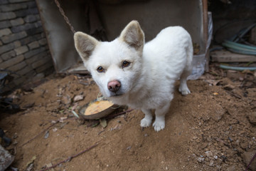 White guard puppy tied by iron chain outdoors