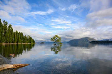 Sticker - The Wanaka tree that is solitary in the water is reflected in the clear water like a mirror. In the morning of summer with the blue sky at Lake Wanaka, Otago, New Zealand