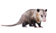Male Virginia opossum (Didelphis virginiana) or common opossum.  Isolated on white background
