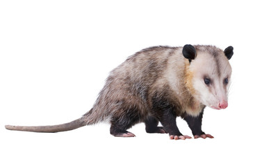 Male Virginia opossum (Didelphis virginiana) or common opossum.  Isolated on white background